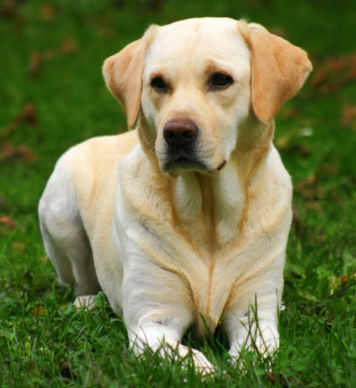 labrador.jpg