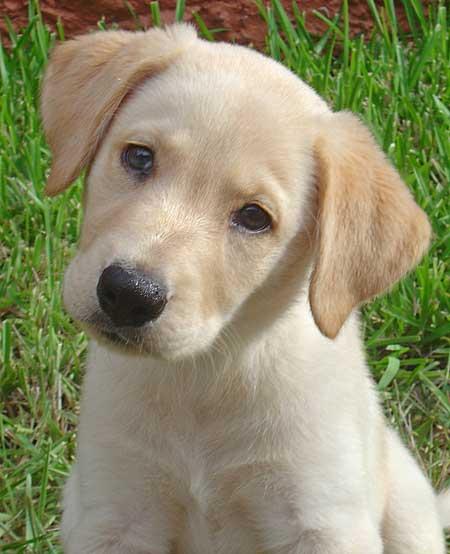 labrador 2.jpg