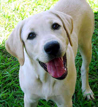 labrador 3.jpg