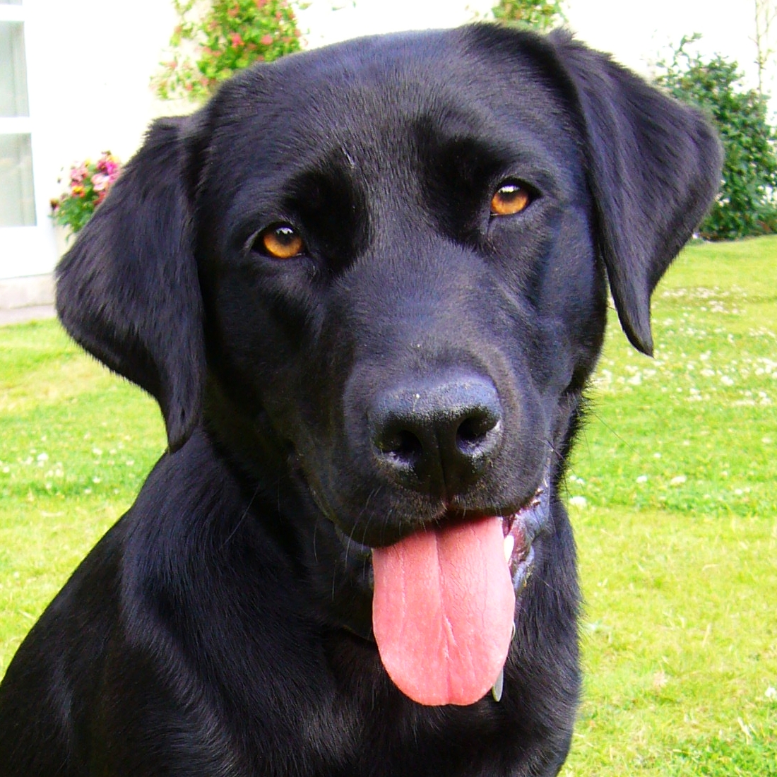 labrador 4.jpg