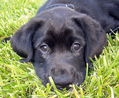 labrador 5.jpg