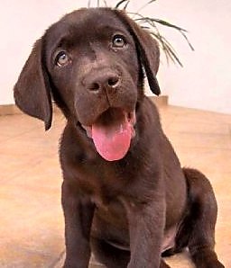 labrador 6.jpg