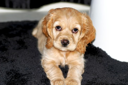 luckyoliver-1496956-blog-american_cocker_spaniel_puppy.jpg